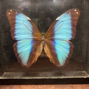Morph butterfly